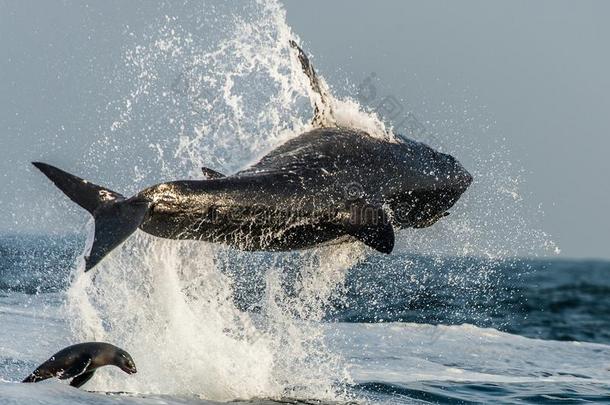 大白鲨(CarcharodonCarcharias)在攻击海豹时侵入。 猎杀一条大白鲨(CarcharodonCarcharia