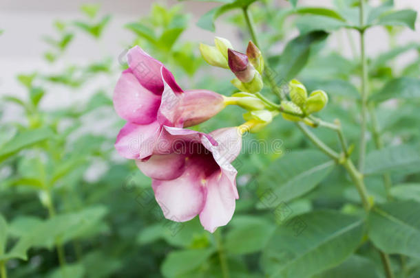 樱桃的芽，喜庆的阿拉曼达玫瑰色的粉红色花