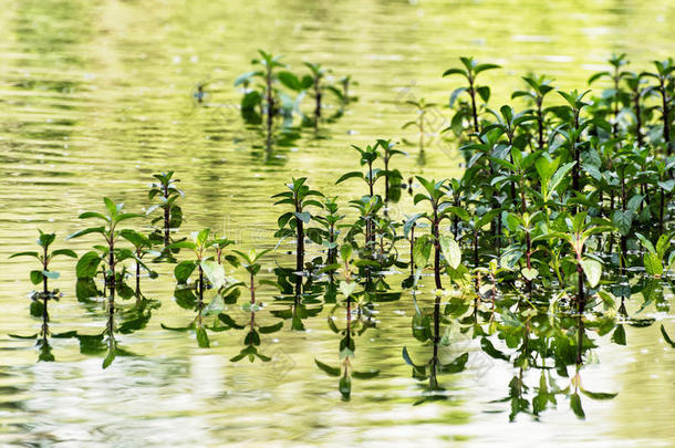 绿色<strong>植物</strong>反映在<strong>水中</strong>，自然景色