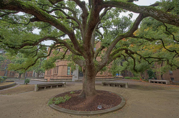 东京大学的一棵大树