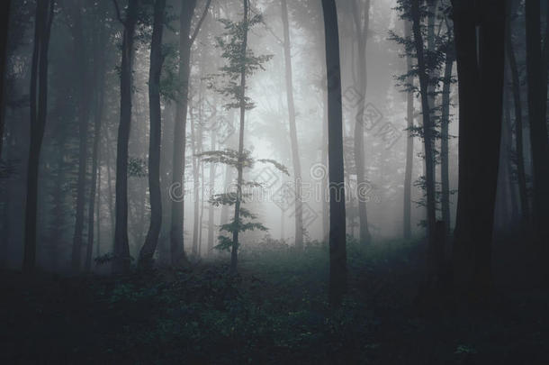 黑暗鬼鬼祟祟的万圣节森林和神秘的雾