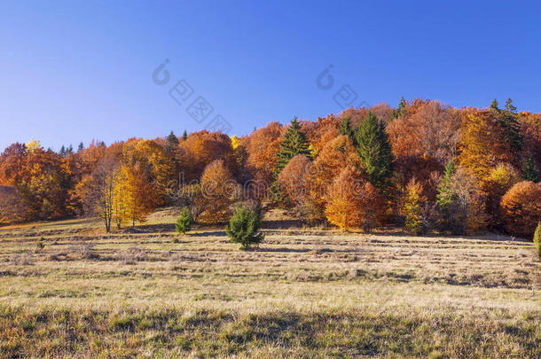 秋天五颜六色的树木森林，乡村景观
