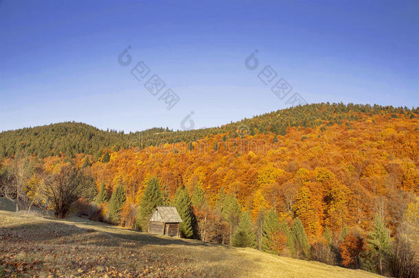 秋天五颜六色的树木森林，乡村景观