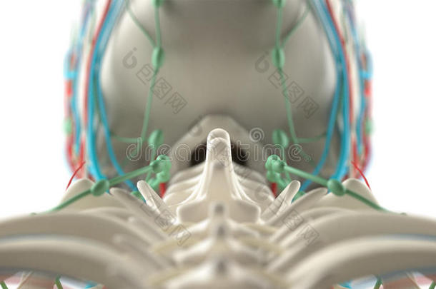 解剖学解剖和后面背景