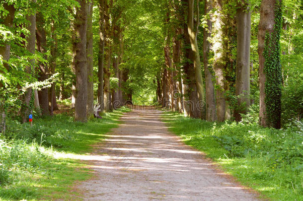 绿色森林背景与<strong>透视</strong>步行路径道路