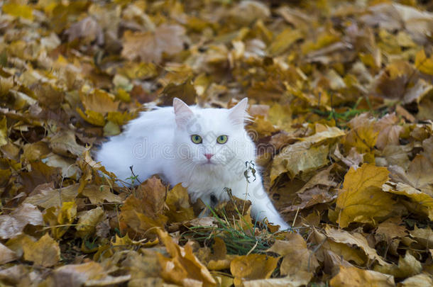 白毛猫