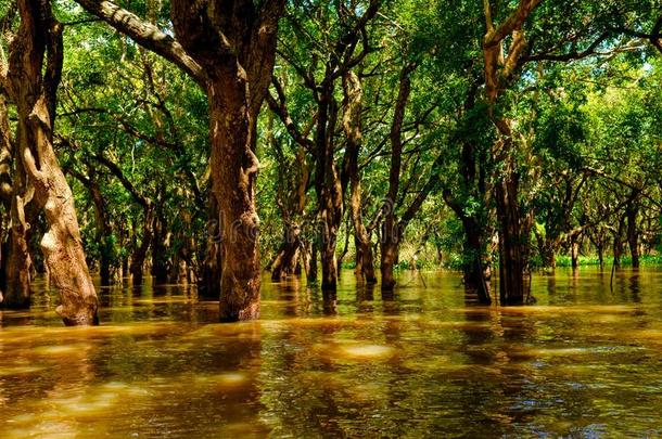 红树林雨林中被淹的树木。 坎蓬·弗卢克。 柬埔寨