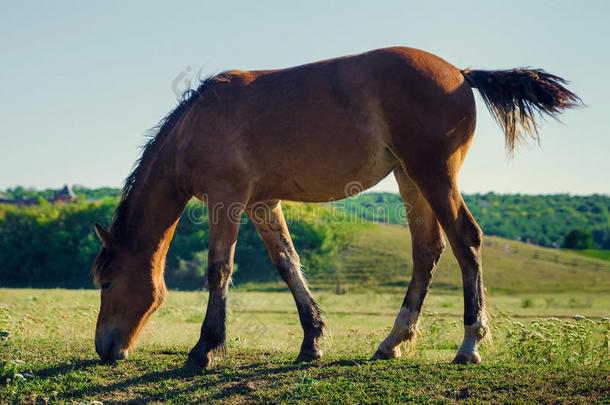 棕色的马吃青草和嗖嗖的尾巴