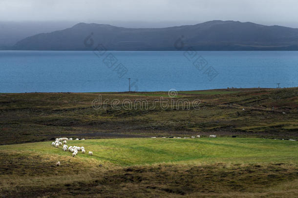 成群的绵羊<strong>在</strong>绿色的<strong>田野上</strong>，以大西洋和山脉为背景