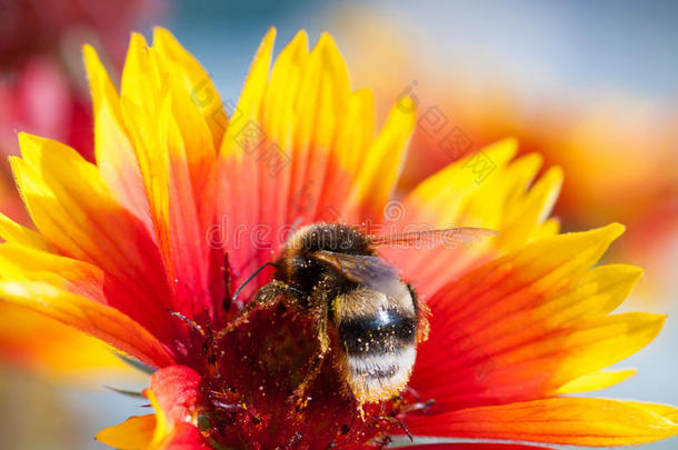 花上蜜蜂采蜜