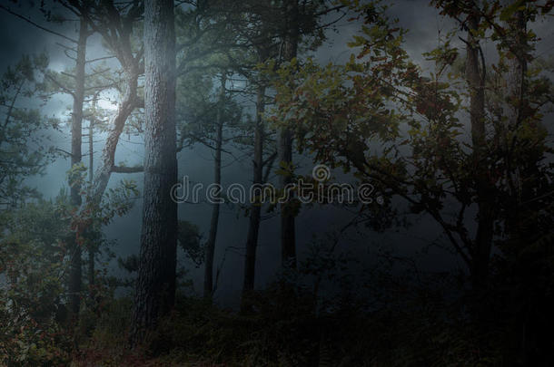 满月在雾蒙蒙的夜晚升起在森林上空