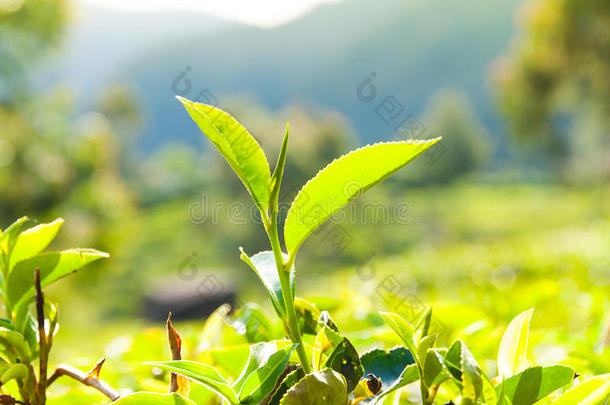 种植园里的茶叶