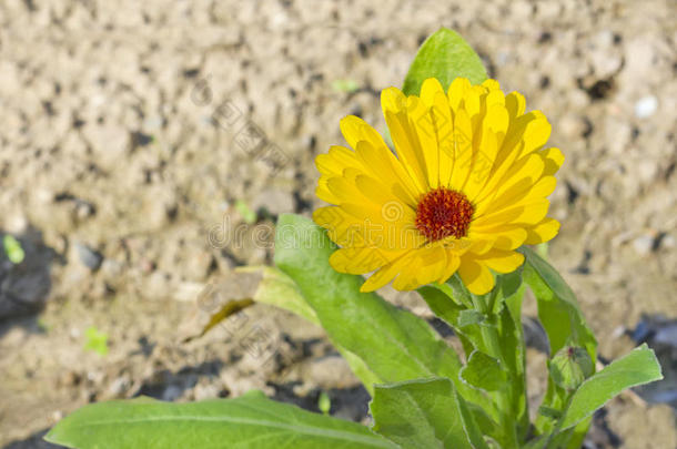 金盏花（金盏花）