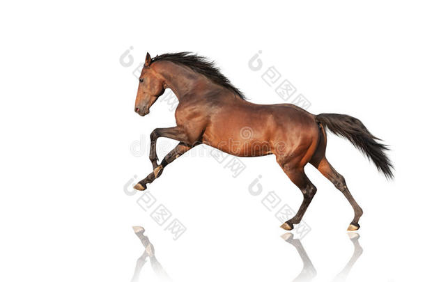 英俊的棕色种马<strong>奔腾</strong>，跳跃。