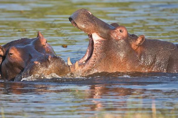打架年轻的河马，河马两栖动物，奥卡万戈，博茨瓦纳