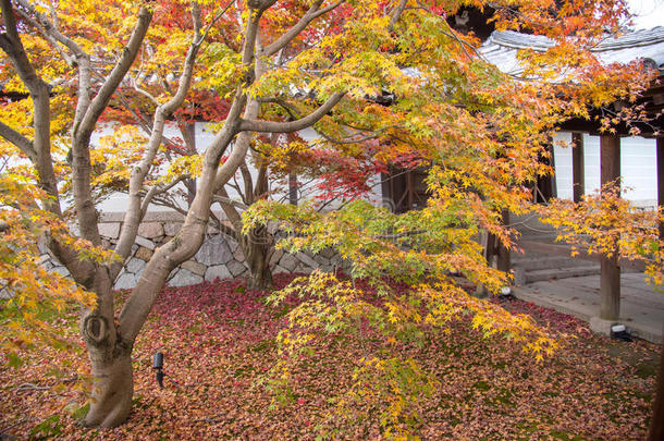 秋季在托福吉寺