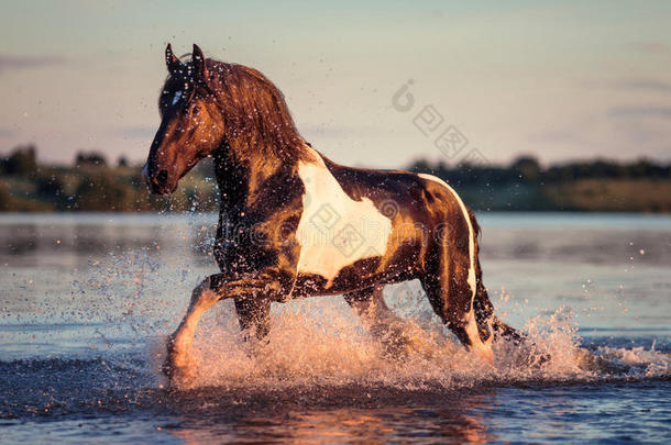 日落时，黑马在水里飞驰