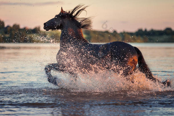 日落时，黑马在水里<strong>飞驰</strong>