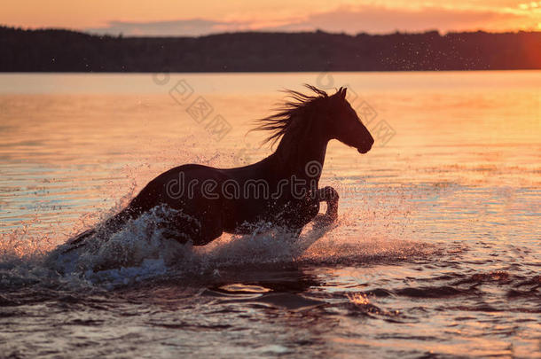 日落时，黑马在水里<strong>飞驰</strong>
