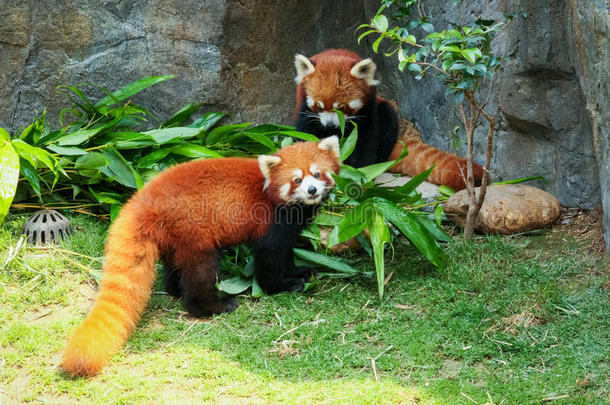 可爱极了哀鹿动物亚洲竹子