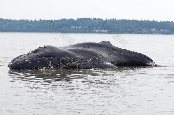 幼年座头鲸冲上岸死亡