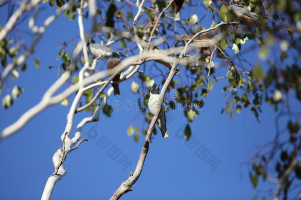 动物阿塔姆斯澳大利亚背景鸟