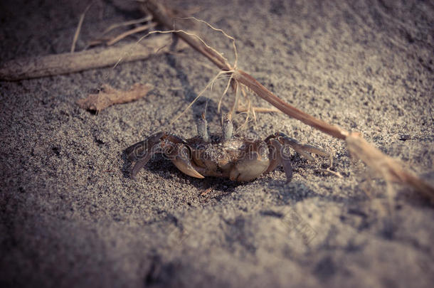 沙滩上的<strong>小螃蟹</strong>