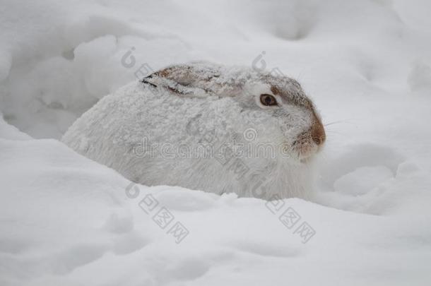 寒冷的耳朵眼睛鼻子兔子