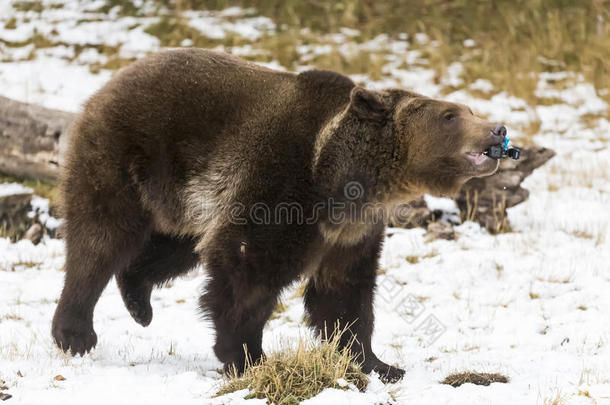 美国愤怒的动物阿克托斯熊