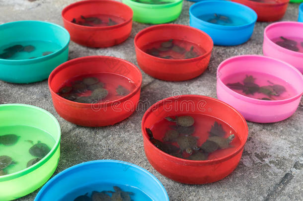 曼谷寺庙出售的塑料桶中的小海龟