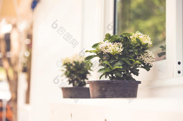 背景美丽的美女开花花束