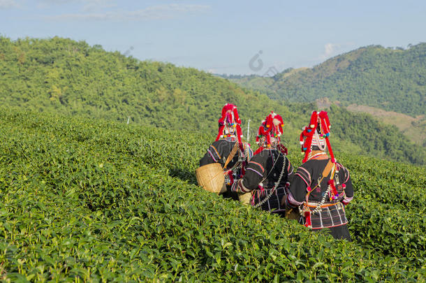 绿茶农场工人要收获有机绿茶
