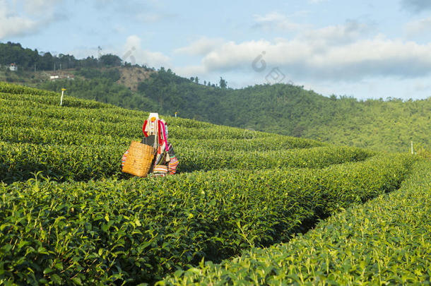 绿茶农场工人要收获有机绿茶