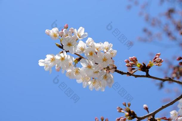 盛开的樱花枝在蓝天面前