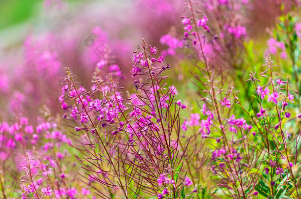 蓬松的粉红色火草花