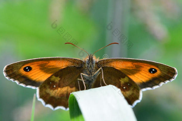 <strong>守门</strong>人(PyroniaTithonus)蝴蝶