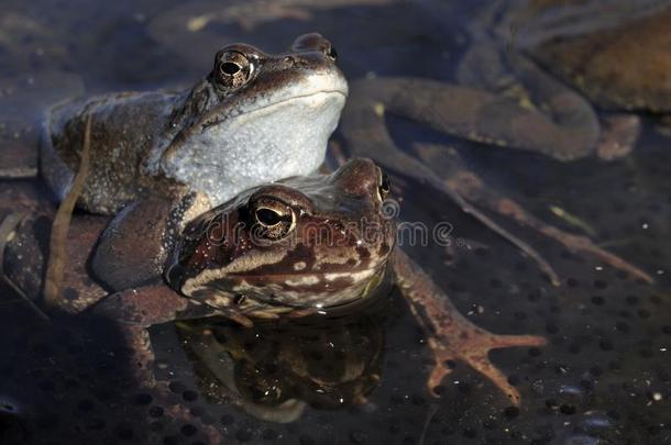 交配的普通青蛙(RanaTemporaria)交配，也称为欧洲普通青蛙，欧洲普通棕色青蛙，或欧元