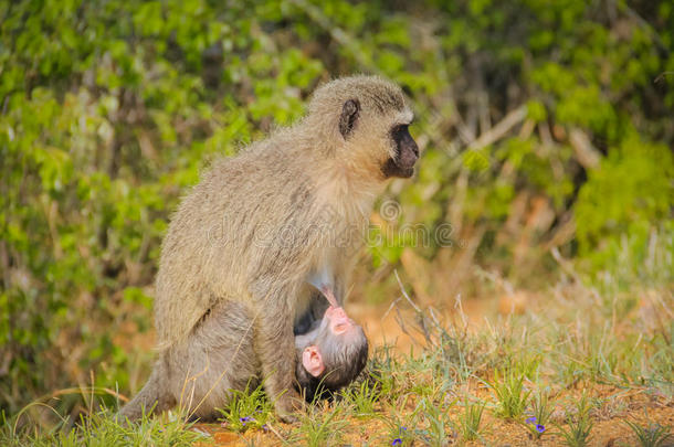 小猴子和妈妈在一起