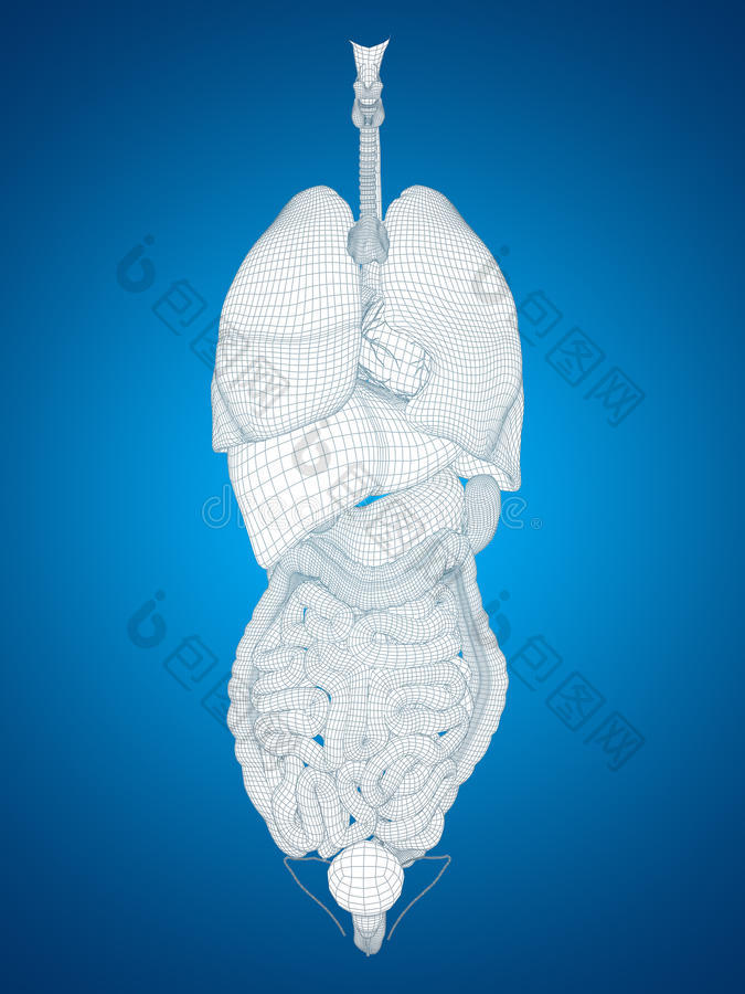 人体或人体内部或胸部器官的三维解剖或健康图片-包图网企业站