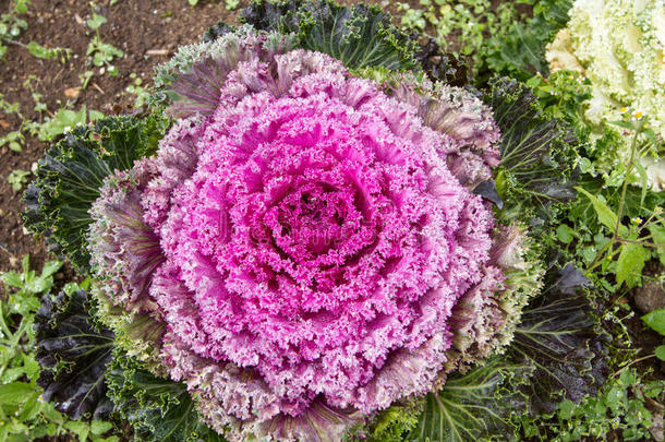 新鲜<strong>紫甘蓝甘蓝</strong>植物叶片