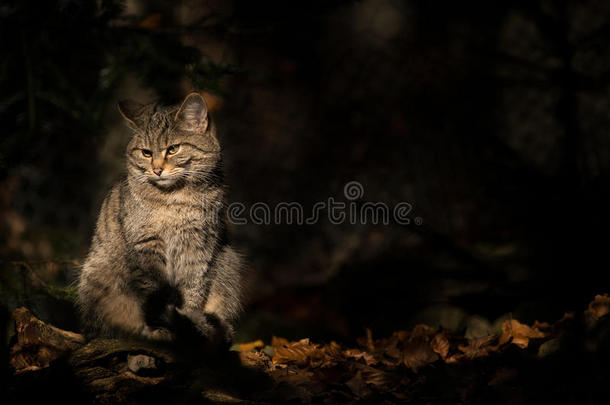 动物秋<strong>天猫</strong>黑暗的童话