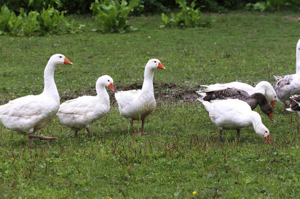 家禽养殖场的一群白色家鹅