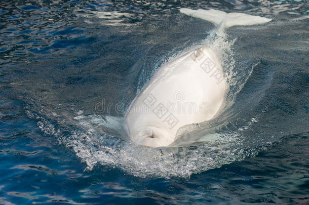 白鲸白色海豚肖像