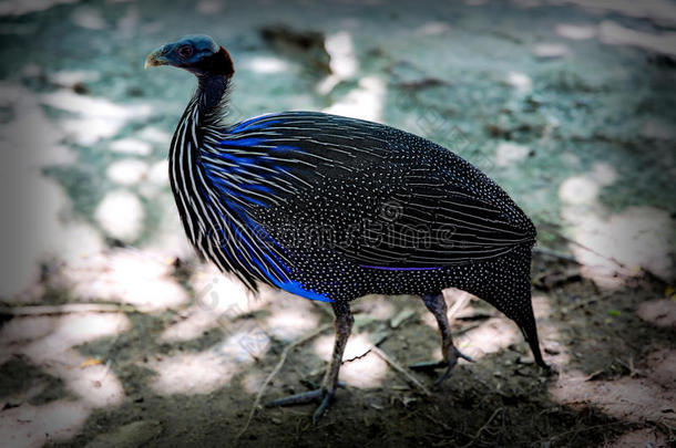阵列亚洲鸟黑色蓝色