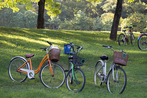 花园公园的自行车