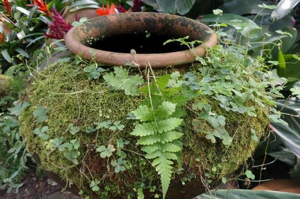 湿粘土水缸上的绿色苔藓和蕨类植物