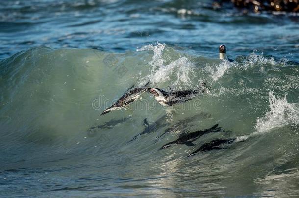 非洲企鹅在海浪中游泳。 非洲企鹅(SpheniscusDemersus)，也被称为企鹅和黑足