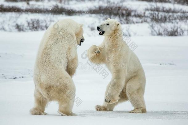 在雪地上与北极熊(UrsusMaritimus。 北极冻原。 两只北极熊在打架。 北极熊在雪地上战斗