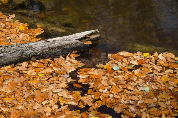秋天分支生态系统水平的湖