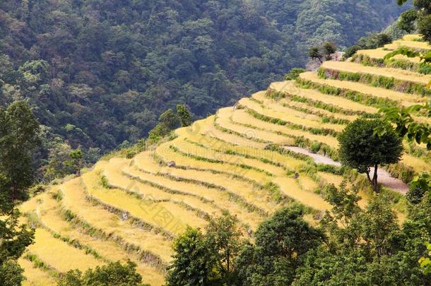 黄金梯田在Solukhumbu谷，尼泊尔